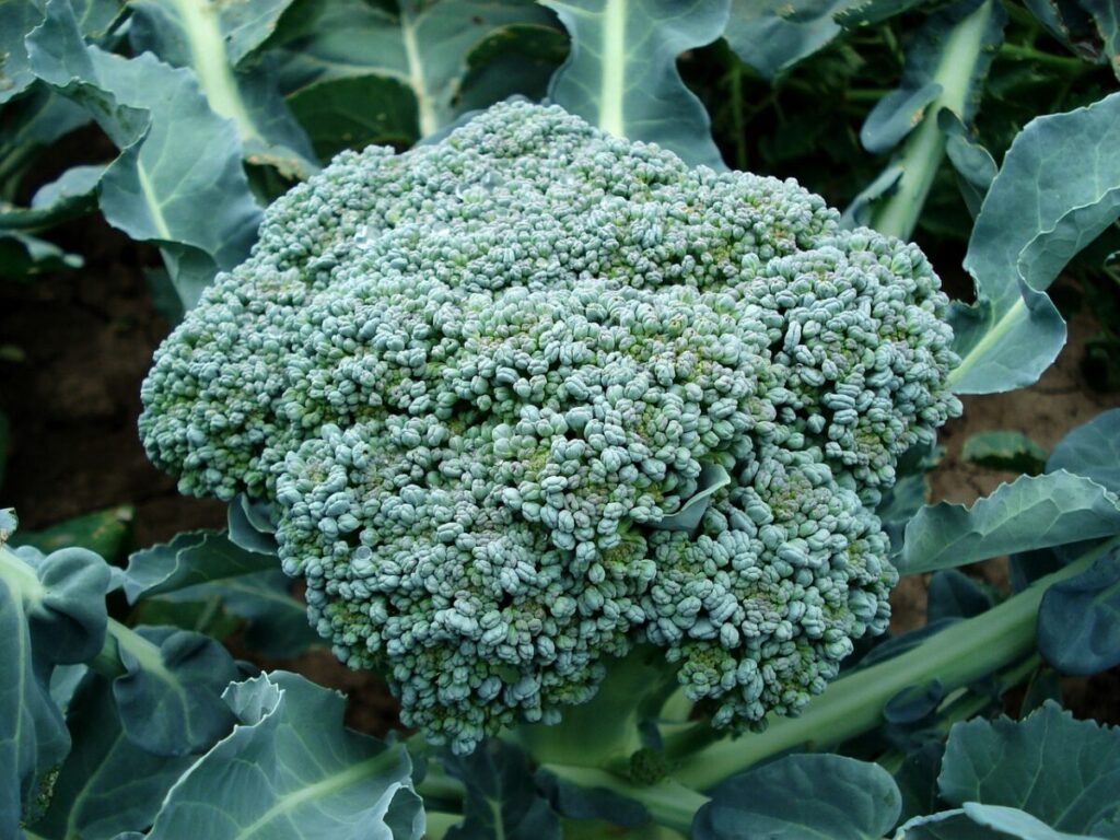 Galleria foto 'Pesto di broccoli' - foto 2