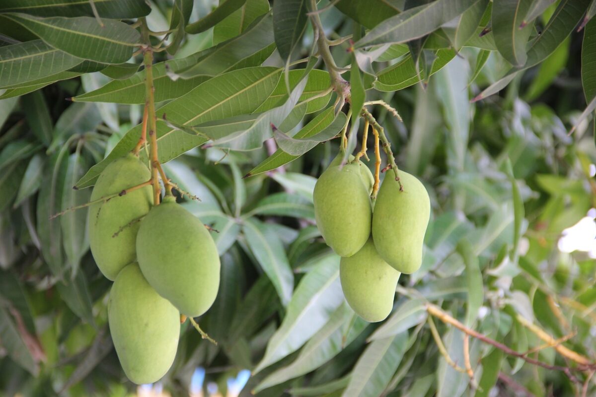 Manghi