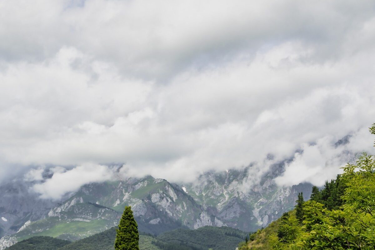 Cima alla Genovese
