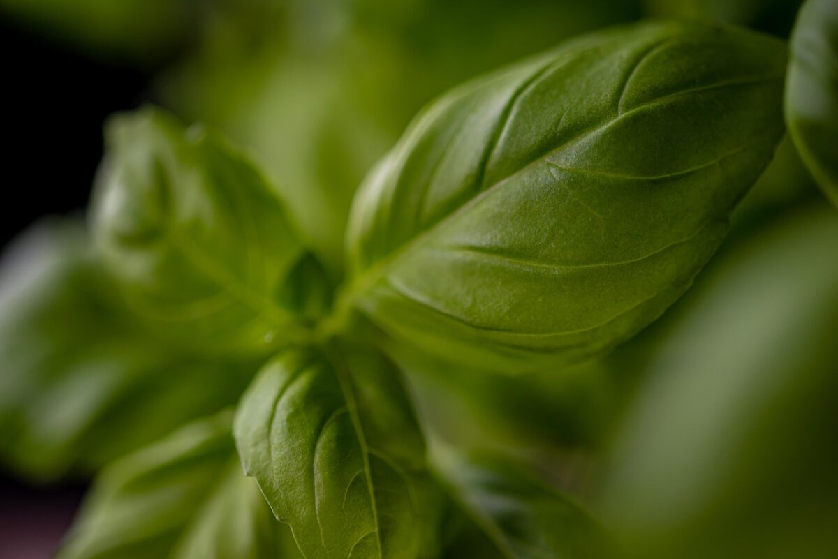 Pesto di Rucola