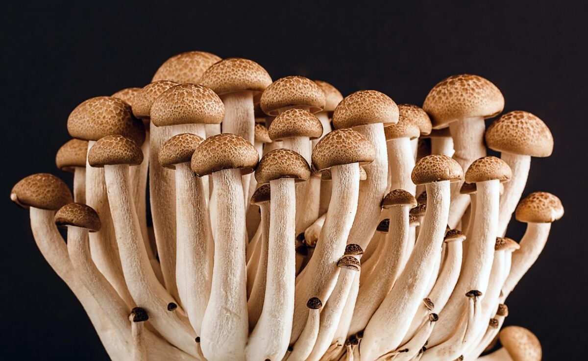Funghi Cotti (senza Aggiunta di Grassi in Cottura)