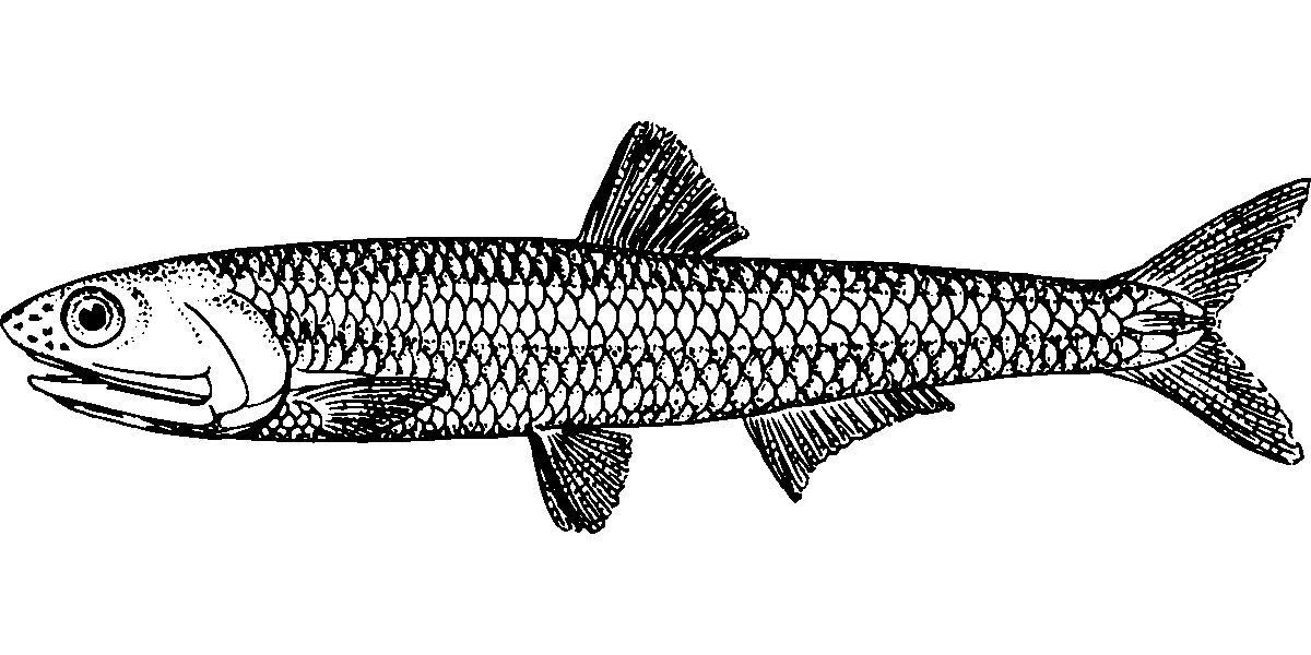 Acciuga (Sgocciolate dall’olio, in Scatola)