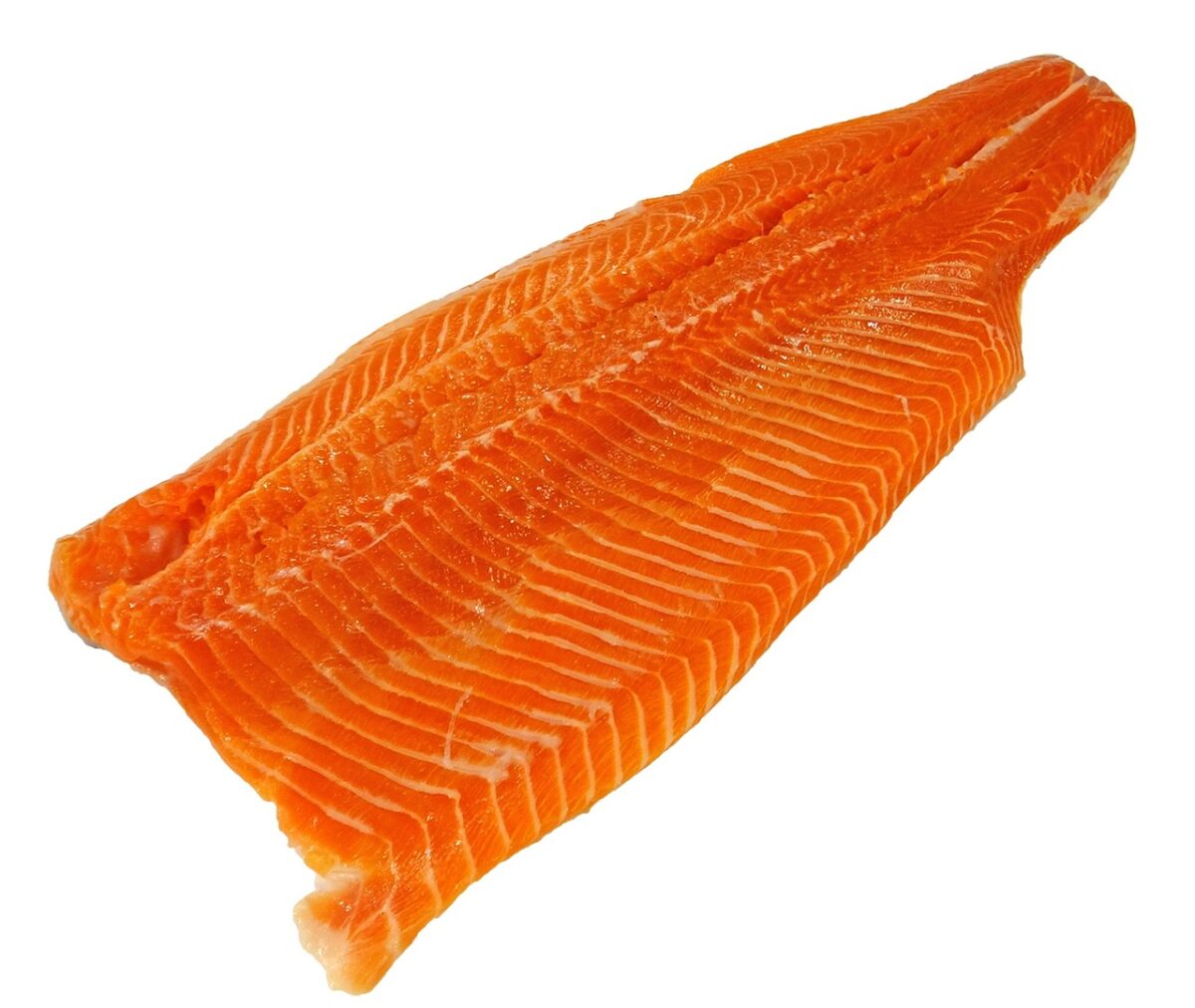 Trota Iridea Salmonata (da Allevamento)