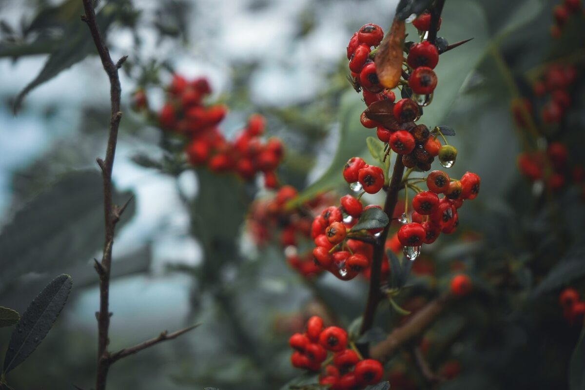 Bacche di Goji