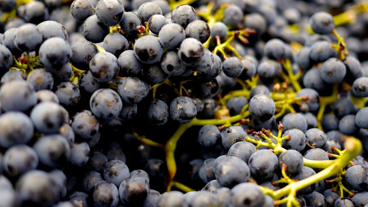 Pinot Noir