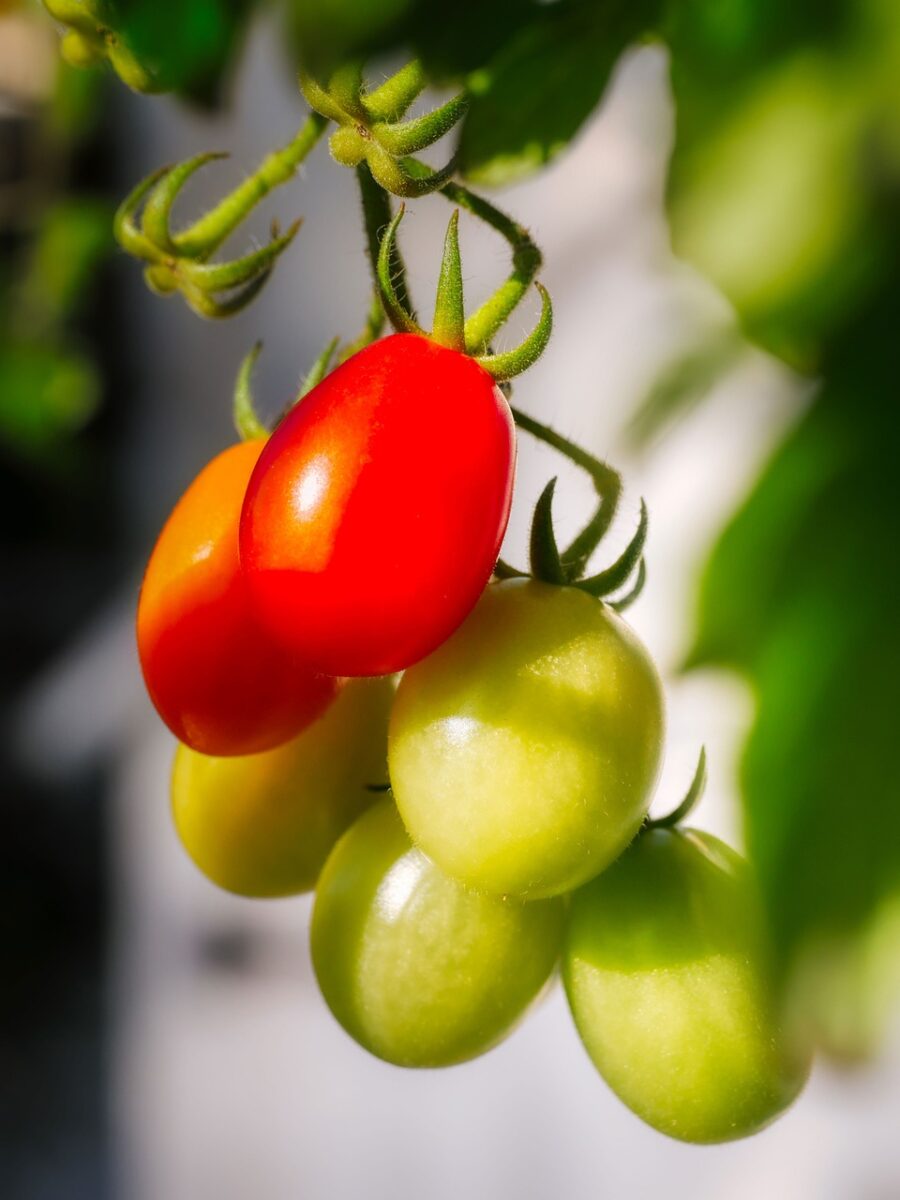 Pomodori Datterini