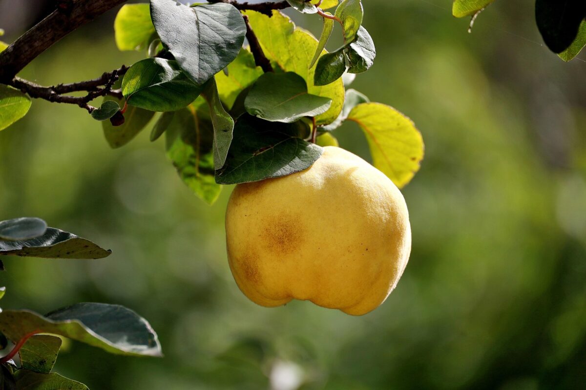 Mela Cotogna