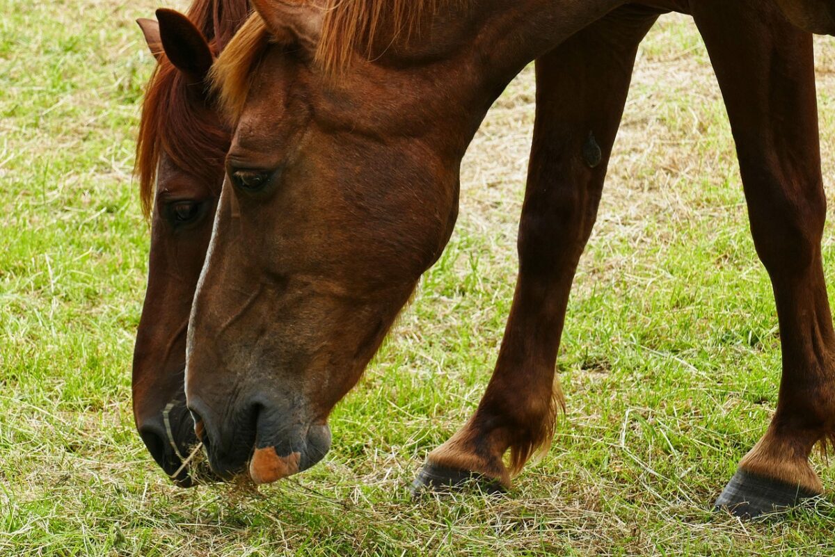 Sfilacci di Cavallo