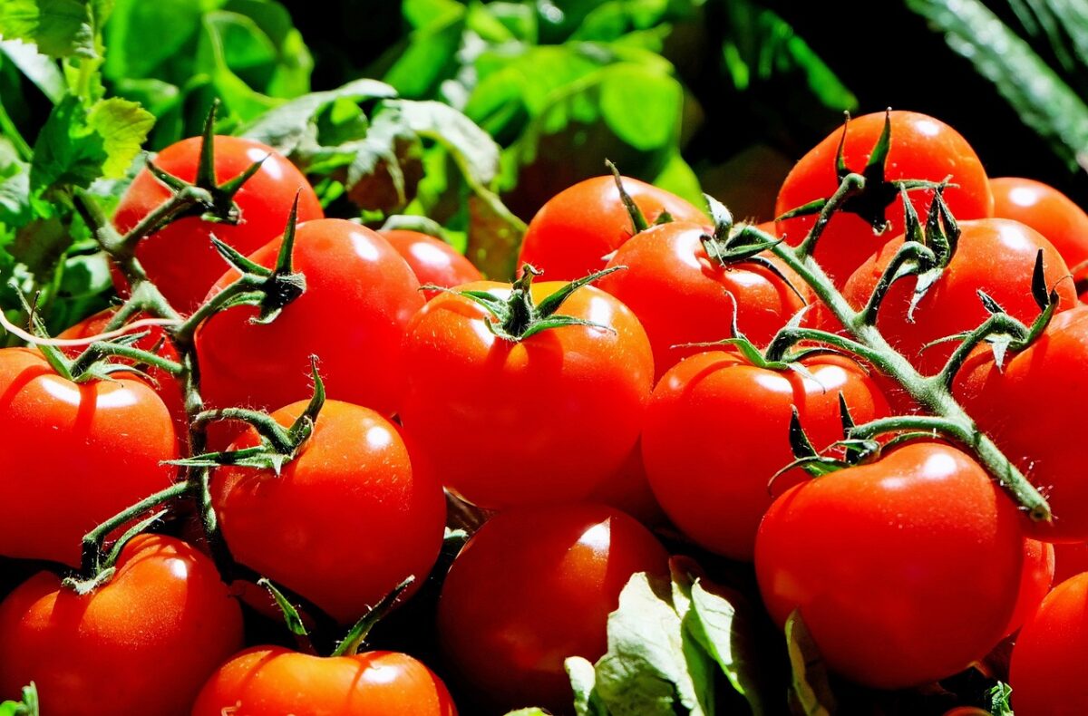 Passata di Pomodori (in Scatola)