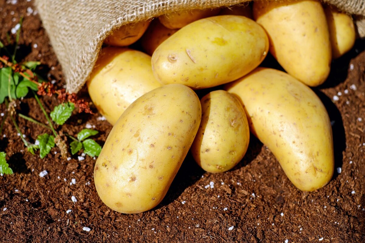 Purè di Patate (Latte Intero e Burro Aggiunto)