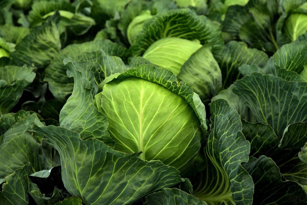 Insalata di Cavolo Condita