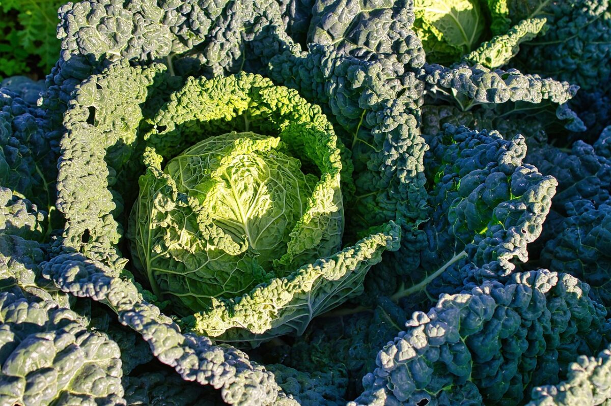 Cavolo Cappuccio