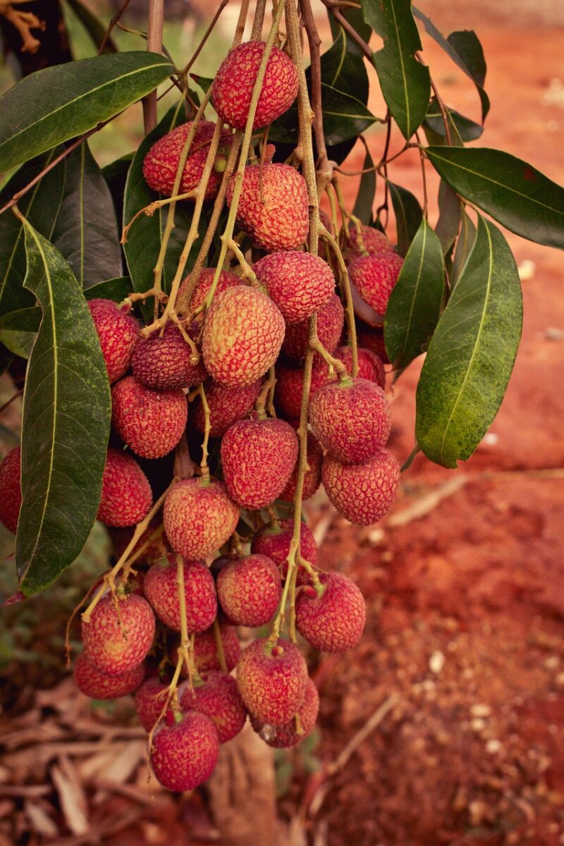 Lychee