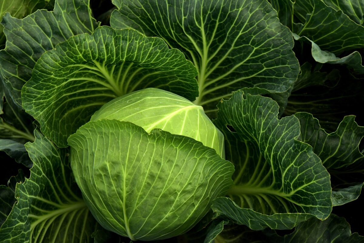 Insalata di Cavolo