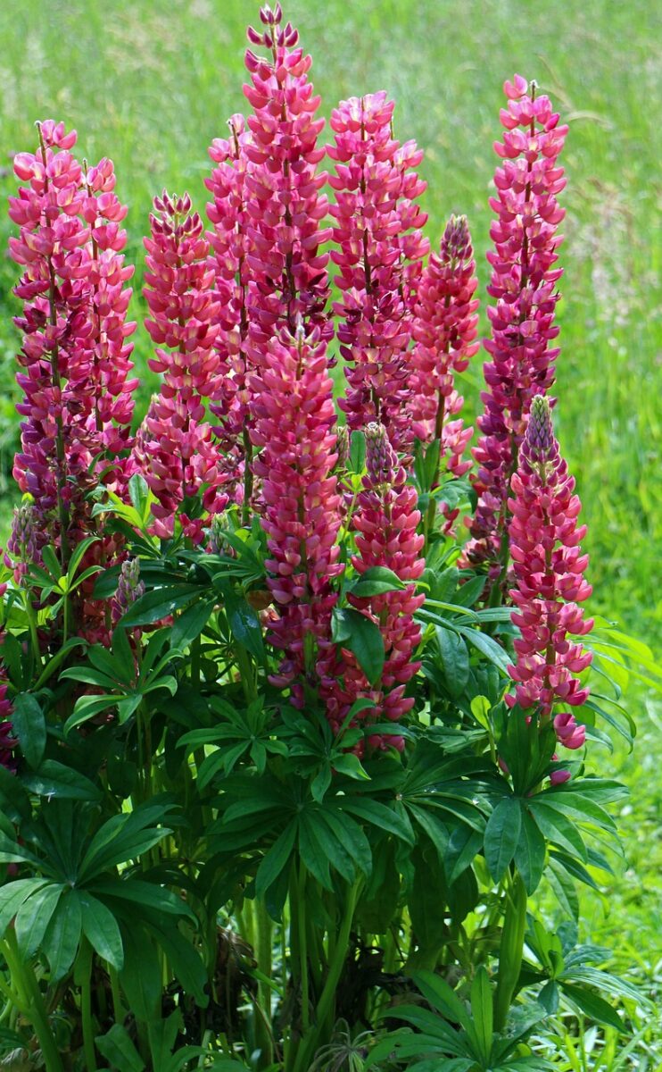Lupini