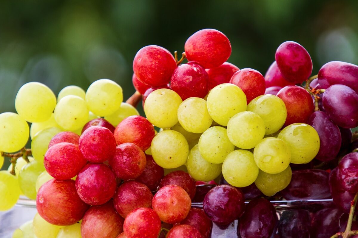 Uva Fragola