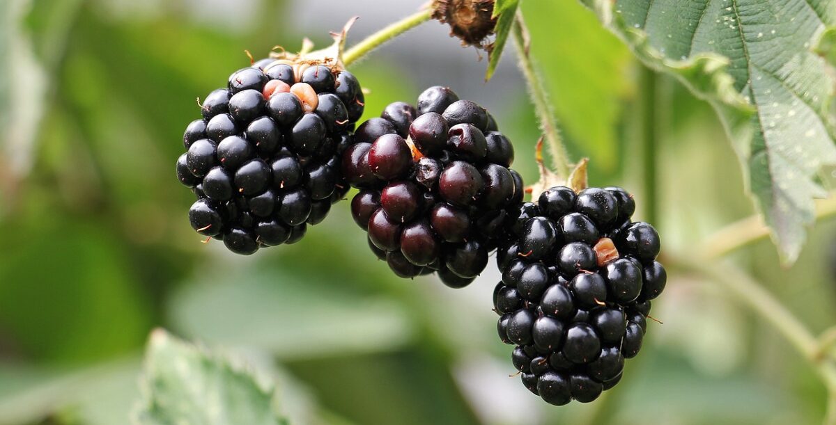 More (senza Zuccheri Aggiunti, Congelate)