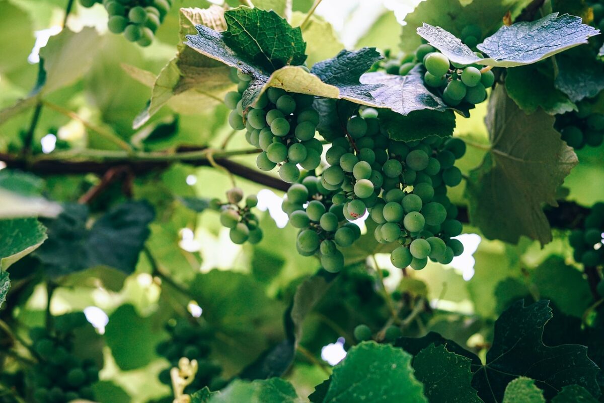 Sauvignon Blanc