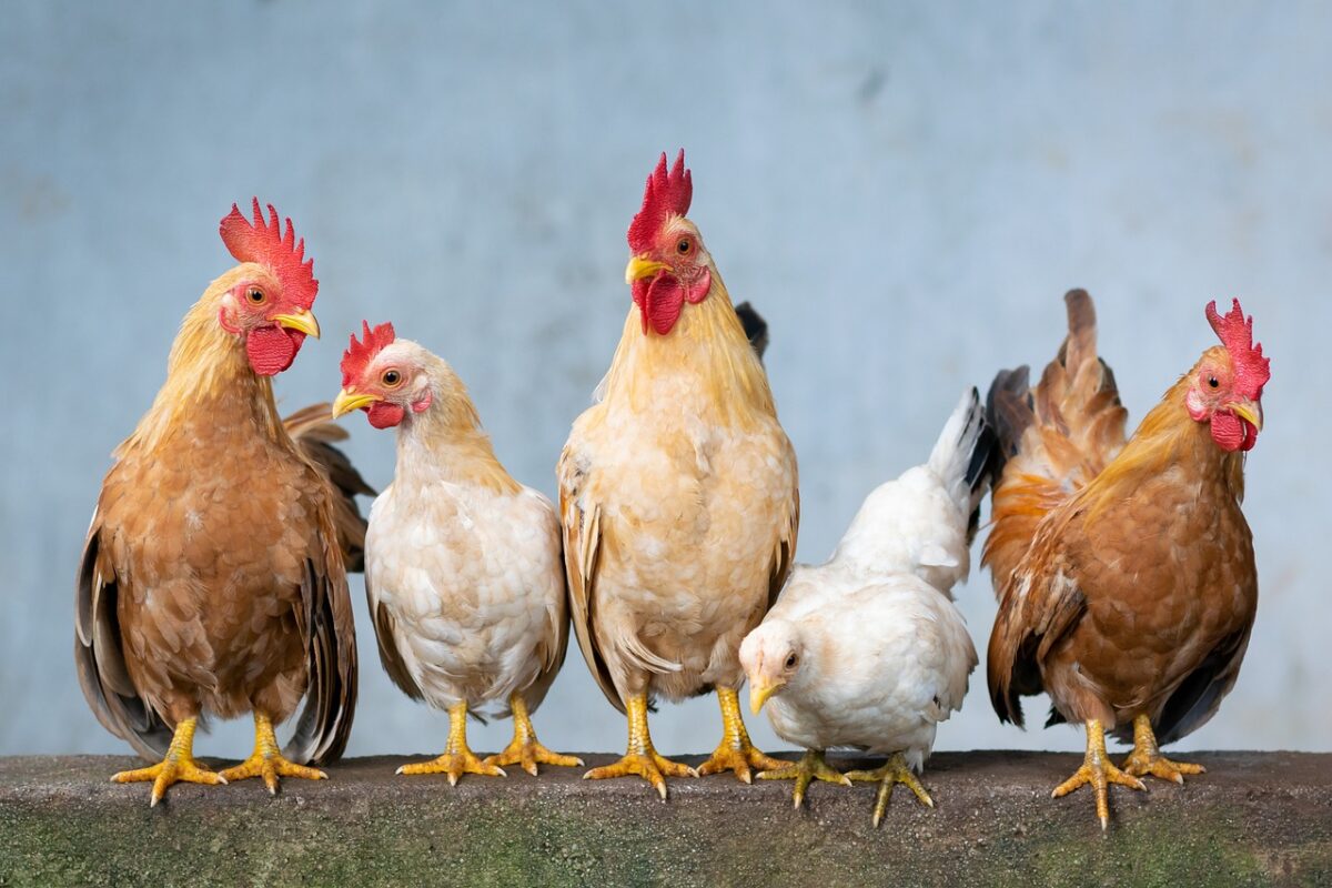 Pollo