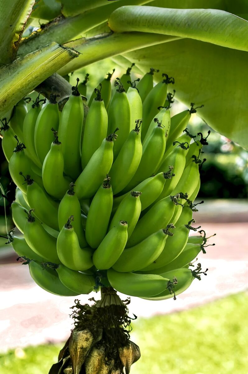 Platano