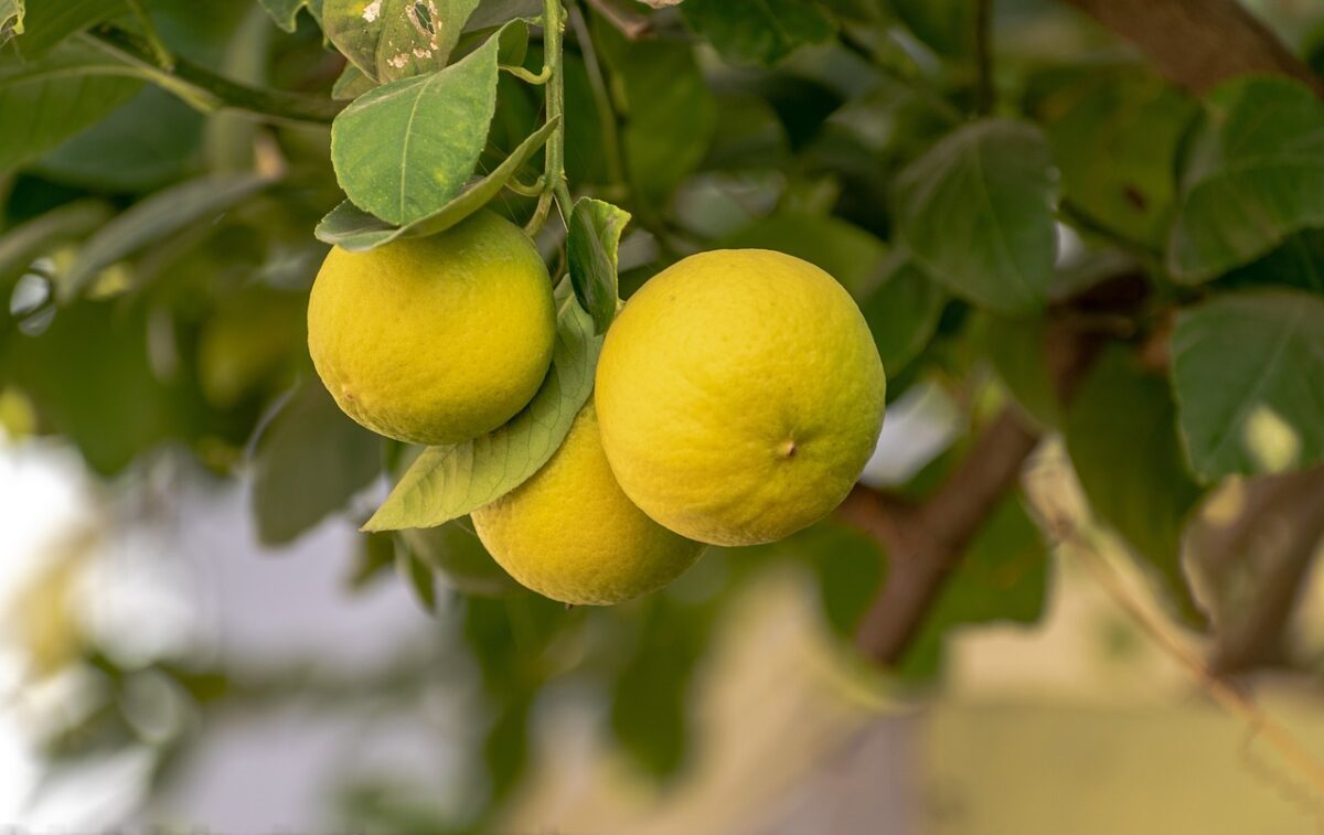 Granita al Limone