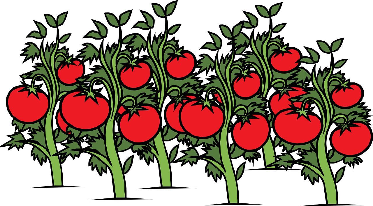 Pomodoro Camone