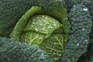 savoy cabbage, cabbage, leafy greens, vegetables, close up, macro, cabbage, cabbage, cabbage, cabbage, cabbage, leafy greens, vegetables