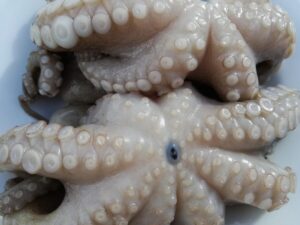 octopus, polpo, italian good food, gray food, octopus, octopus, polpo, polpo, polpo, polpo, polpo