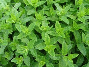 Tè alla menta