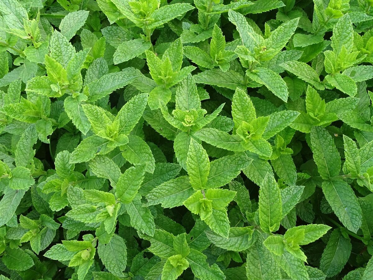 Tè alla menta Tè alla menta